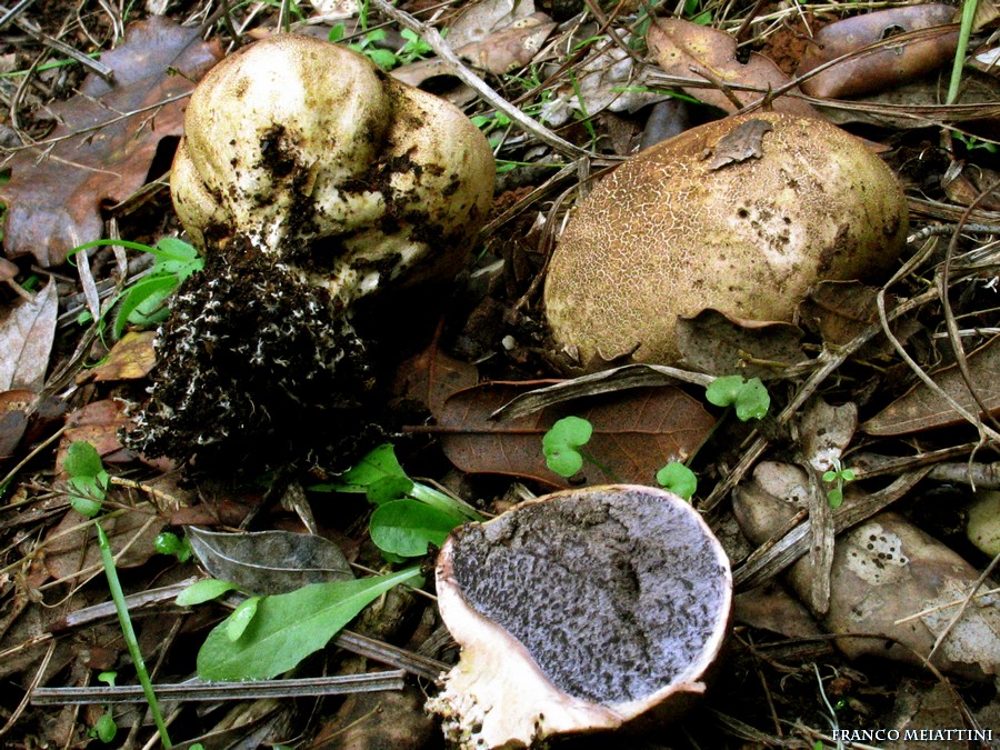 Ritrovamenti di fine Dicembre 2008  parte 1a